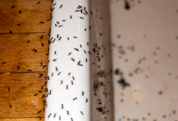 Best Commercial Pest Control Services  in Oakridge, OR