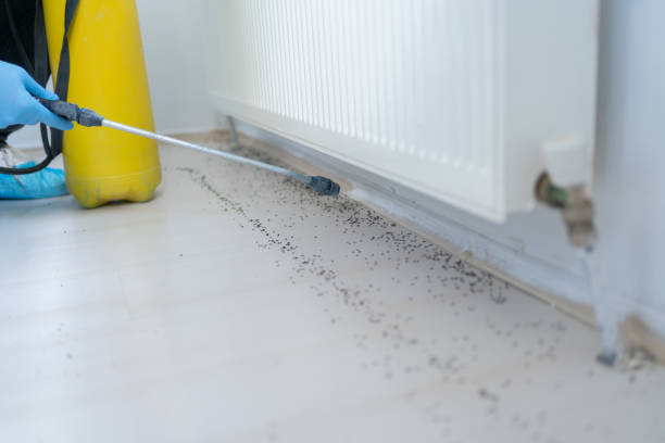 Flea Control Services in Oakridge, OR